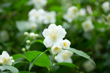 White Wild Roses in Spring Dog Rose Wild Flowers in Austria