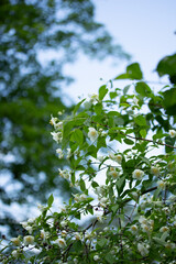 Fototapeta na wymiar White Wild Roses in Spring Dog Rose Wild Flowers in Austria
