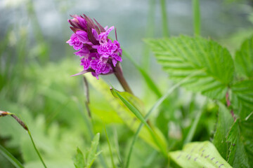 Pink  Orchid Wildflower near the Water in Spring in Austria
