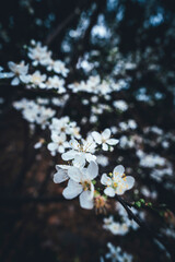 Spring flowers in a park