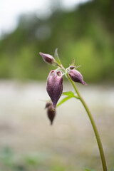 Dark Red Wildflower at a River in Spring in Austria