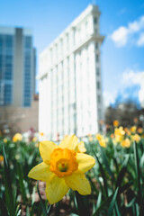 yellow tulip in cityscape