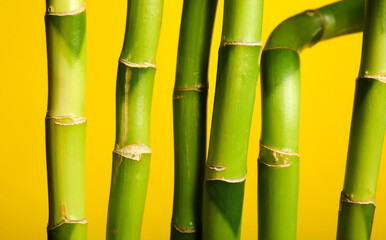 Bamboo branches on yellow background, closeup