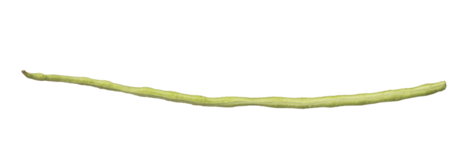 Long yard bean fly explosion, Single line green long beans for food cooking float in air. Raw long yard bean throw in mid air as food material. White background isolated high speed freeze motion