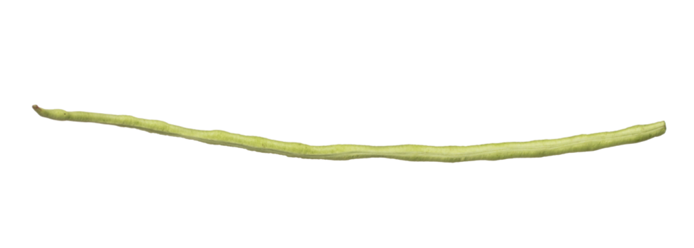 Long yard bean fly explosion, Single line green long beans for food cooking float in air. Raw long yard bean throw in mid air as food material. White background isolated high speed freeze motion