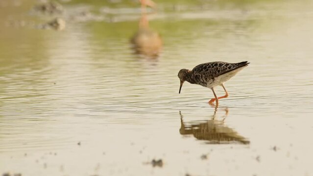 Ruff or Philomachus pugnax looking for food. 4K slow motion, 120 fps