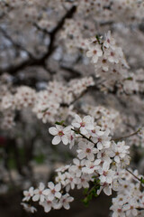 cherry blossom in spring