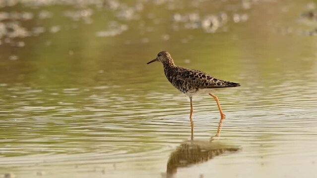 Ruff or Philomachus pugnax looking for food. 4K slow motion, 120 fps