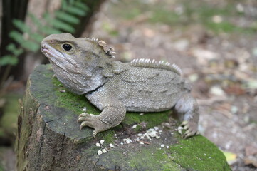 A cute reptile in Australia
