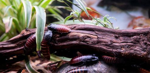 Cockroaches - nutritious food for insectivorous reptiles and amphibians - obrazy, fototapety, plakaty