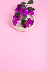 Pequeña flor de bugambilia en recipiente de piedra sobre fondo rosa con espacio negativo para texto en el inferior 