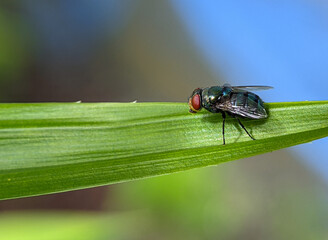 The common green bottle fly on a green leaf