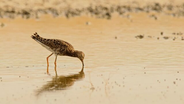 Ruff or Philomachus pugnax looking for food. 4K slow motion, 120 fps