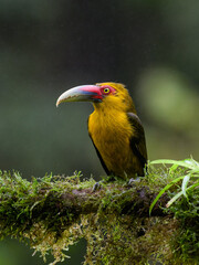 Saffron Toucanet portrait on  mossy stick on rainy day against dark background