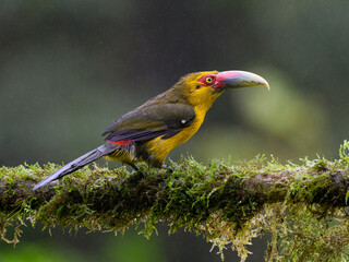 Saffron Toucanet portrait on  mossy stick on rainy day against dark background