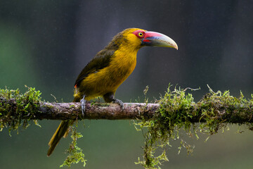 Saffron Toucanet portrait on  mossy stick on rainy day against dark background