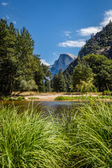 View of half dome looking across the Merced river with tall grass in the front and a bright blue sky