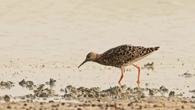 Ruff or Philomachus pugnax looking for food. 4K slow motion, 120 fps