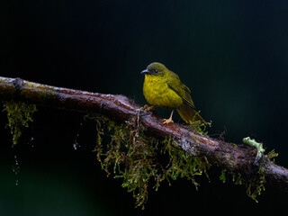 Olive-green Tanager portrait on mossy stick on rainy day  against dark background 