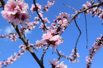 Blooming cherry tree branch in spring over blue sky