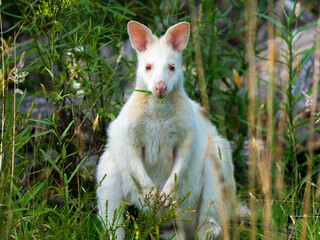 albino wallaby in the bush in tasmania australia. white wallaby, white wildlife - obrazy, fototapety, plakaty