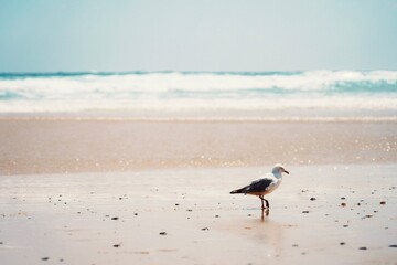seagulls on the beach