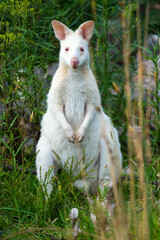 albino wallaby in the bush in tasmania australia. white wallaby, white wildlife
