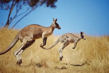 Deurstickers kangaroo in the wild © Sharon