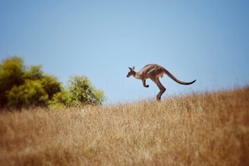 kangaroo jumping in the meadow