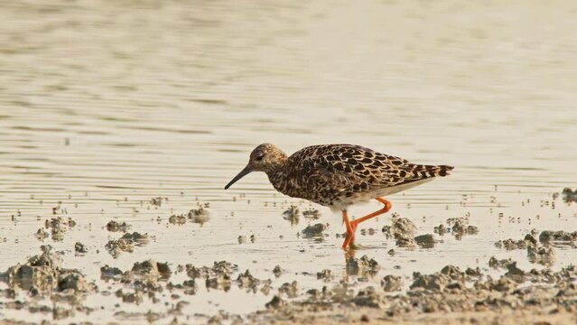 Ruff or Philomachus pugnax looking for food. 4K slow motion, 120 fps