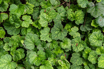 green leaves background