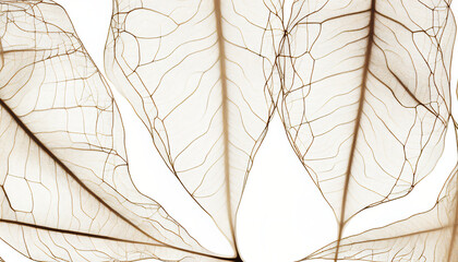 Naklejka na ściany i meble Delicate Leaf Skeleton Structure - Generative Ai