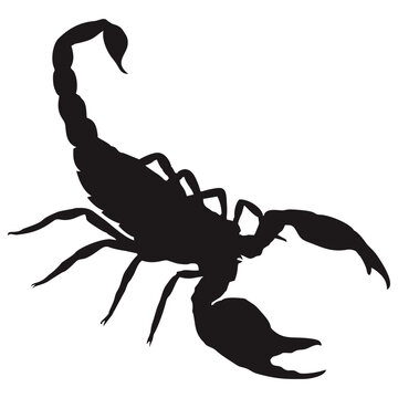 silhouette scorpion #1
