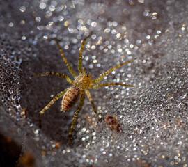 spider on a leaf