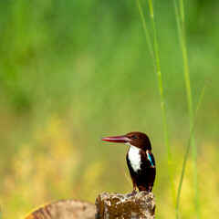 red winged blackbird