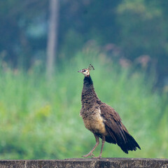 peacock in the grass