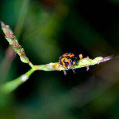 ladybird on a leaf