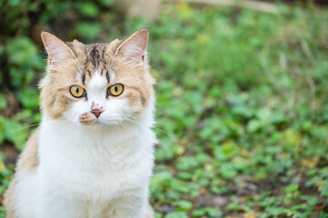 Naklejka na ściany i meble A cute crossbreed Persian cat while playing outdoor. 