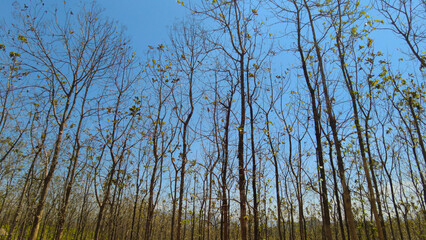 Kerala forest department teak plantation