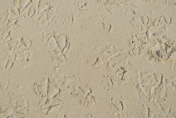 texture of bird footsteps on sand