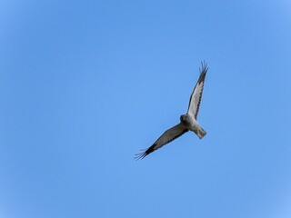 青空バックに悠然と飛ぶハイイロチュウヒ オス