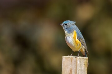 杭にとまってのんびりくつろぐルリビタキ オス