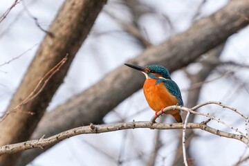 枝にとまってくつろぐカワセミ成鳥 メス