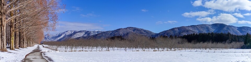Fototapeta na wymiar メタセコイヤ並木と雪山のパノラマ情景＠マキノ、滋賀