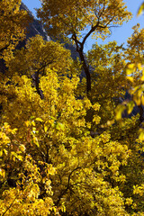 Bright Yellow Leaves in Autumn