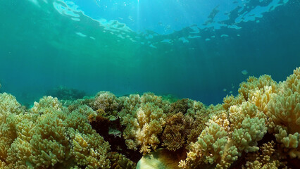 Underwater fish reef marine. Tropical colourful underwater seascape. Philippines.