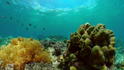 Tropical Underwater Colorful Reef. Tropical underwater sea fish. Philippines.