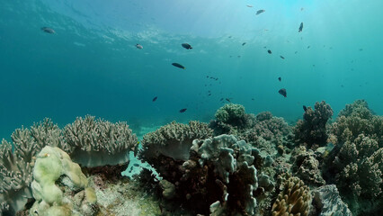 Obraz premium Reef coral scene. Colourful underwater seascape. Beautiful soft coral. Sea coral reef. Philippines.
