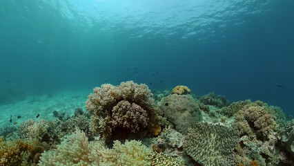 Colourful tropical coral reef. Hard and soft corals, underwater landscape. Philippines.