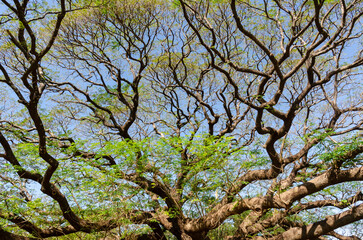 Branches of big Samanea saman tree with blue sky background in sunny day at Kanchnaburi, Thailand.
